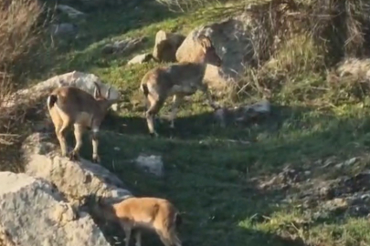 Popülasyonu Hızlı Artan Dağ Keçileri Kameraya Yansıdı