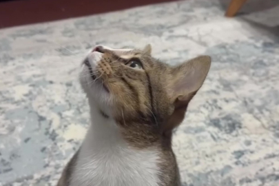 4 Yıl Boyunca Kustu! O Kedinin Midesinden Çıkanlar Şoke Etti