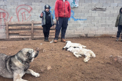 Erzincan’da besiciler bilmedikleri hastalık nedeniyle endişeli: 2 haftada 50’den fazla kuzu telef oldu