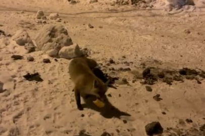 Her Gün Evine Gelen Tilkiyi Besleyen Adam...