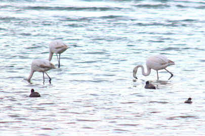 Baharın habercisi olan flamingolar, mart ayıyla birlikte yeniden görülmeye başladı