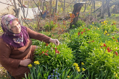 Ters laleler 20 günlüğüne açıyor