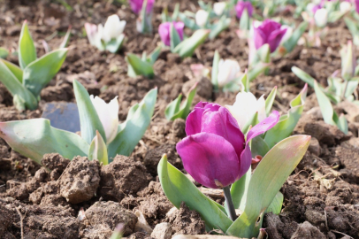 Osmangazi Belediyesi Çalışmalarına Hız Kesmeden Devam Ediyor