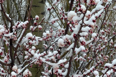 Badem ve kayısı çiçekleri karla kaplandı