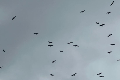 "Bolluk" müjdecisi leylek sürüsü Bursa semalarında görüldü