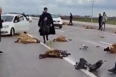 Siverek'te Koyun Sürüsüne Araç Çarptı