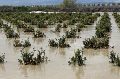 Yağışlar tarım arazilerini vurdu