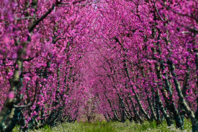 İznik Ovası'nda bahar şöleni