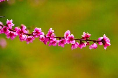 İznik Ovası'nda bahar şöleni : Şeftali bahçeleri kartpostallık görüntüler oluşturdu