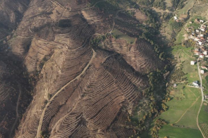 Bursa'da yanan ormanlar 8 ayda ilmek ilmek işlendi