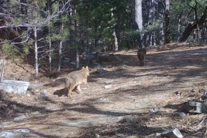 Uludağ’da Altın Çakallar fotokapana yakalandı