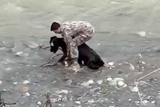 Dereye Düşen Buzağının Yardımına Polis Ekipleri Koştu