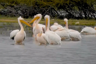 Göç eden pelikanlar Bursa’da mola verdi