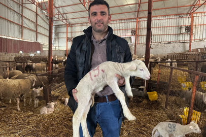 Milyonluk koçun kuzuları için bugünden sıraya girdiler