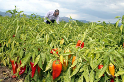 Yenişehir’de çiftçi üretime devam ediyor