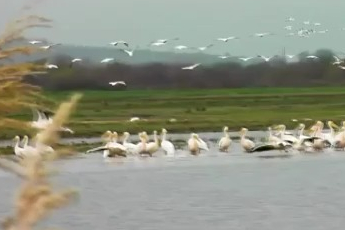 Göç eden pelikanlar Bursa’da mola verdi