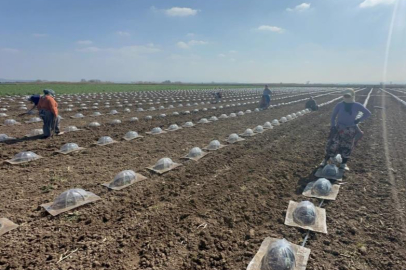 Karacabey Ovası'nda turfanda karpuz ekimi başladı