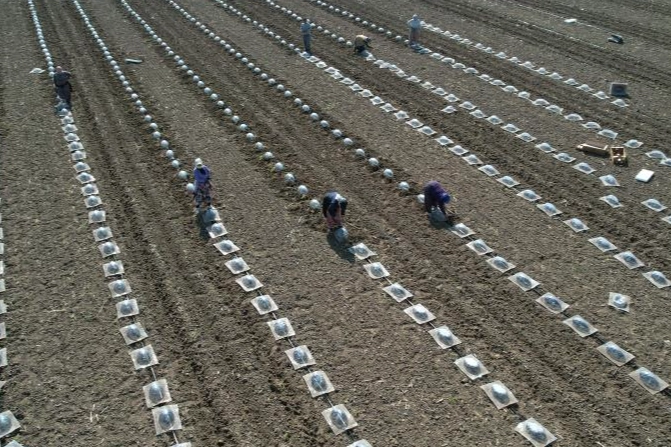 Karacabey Ovası'nda turfanda karpuz ekimi başladı