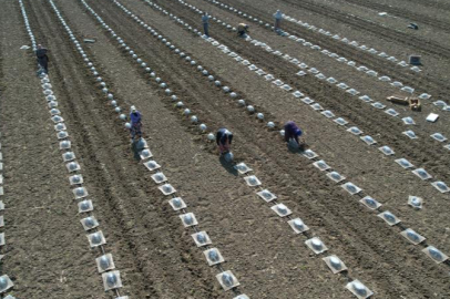 Karacabey Ovası'nda turfanda karpuz ekimi başladı