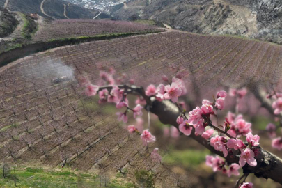 Siyahların ardında açan pembe şeftali çiçekleri