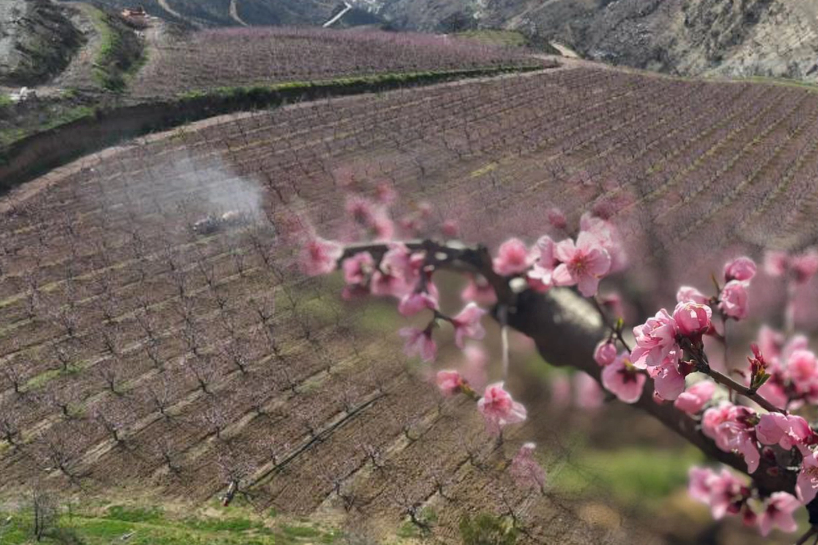 Siyahların ardında açan pembe şeftali çiçekleri