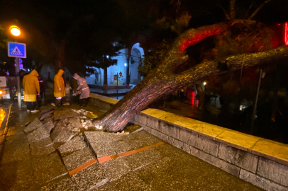 Sağanak yağmura dayanamayan ağaç kökünden söküldü