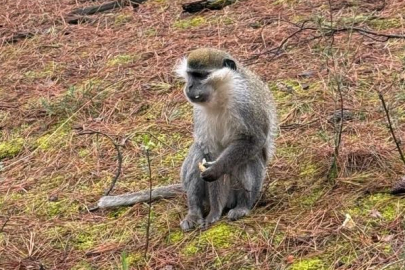 Mantar aramak için çıktığı doğada maymun buldu