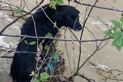 Dereye Düşen Köpek İtfaiye Ekipleri Tarafından Kurtarıldı