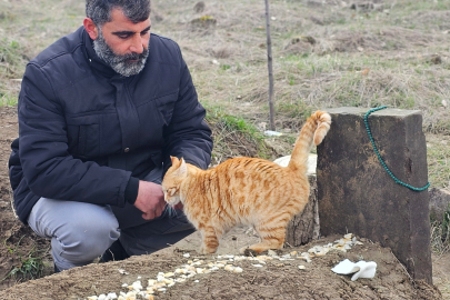 Kedilerden Vefa: Seyithan Balaman'ın Mezarı Başında Bekliyorlar