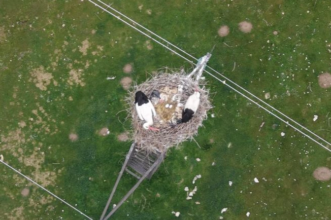 Muş Ovası'nda baharın habercisi leylekler kuluçkaya hazırlanıyor