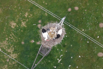 Muş Ovası'nda baharın habercisi leylekler kuluçkaya hazırlanıyor