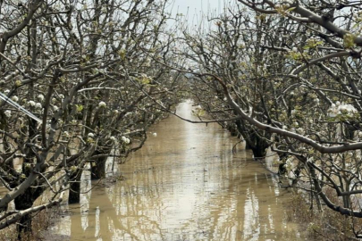 Bursa'da yüzlerce dönüm şeftali ve armut bahçesi su altında