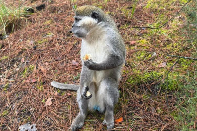 Firari maymunların sırrı çözüldü