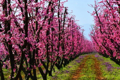 İznik çiçek bahçesine büründü