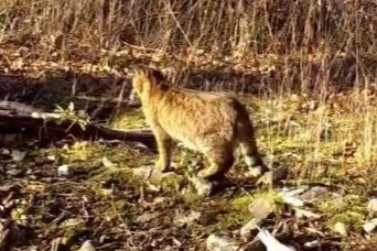 Ormanın gizemli sakini yaban kedisi görüntülendi