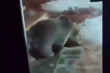 Uludağ’da ayı ailesi kamerada...Ani hareket paniğe neden oldu