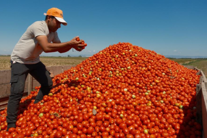 Karacabey'de salçalık domates ekiminde "serbest"in fazla olması bekleniyor