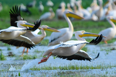 Göç yolundaki pelikan sürüsünün Bursa molası