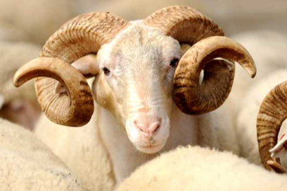 Kurbanlık fiyatları Büyükşehirlerde cep yakacak