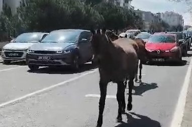 Trafiği arkasına alan atlar şehirde tur attı