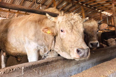 Tonluk 'Paşa' 500 bin lira