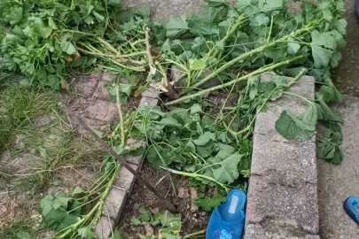 Beton zeminin arasındaki çiçeklerin bulunduğu toprak zemine düştü hayatta kaldı