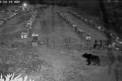 Bursa'da arı kovanlarına ayı saldırısı