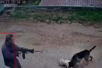 Kavga eden sokak köpeklerine tüfekle ateş edip bir köpeği öldürdü