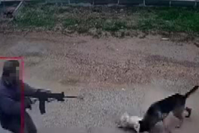 Sokak köpeklerine pompalı tüfekle ateş eden şahıs bir köpeği öldürdü
