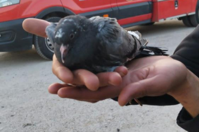 Asılı kalan güvercini halatla inip kurtardılar