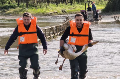 Barajda mahsur kalan pelikan kurtarıldı
