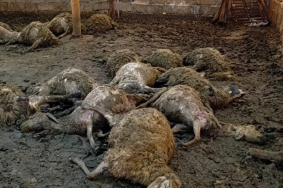 Kurt Saldırısı: 30 Koyun Telef Oldu