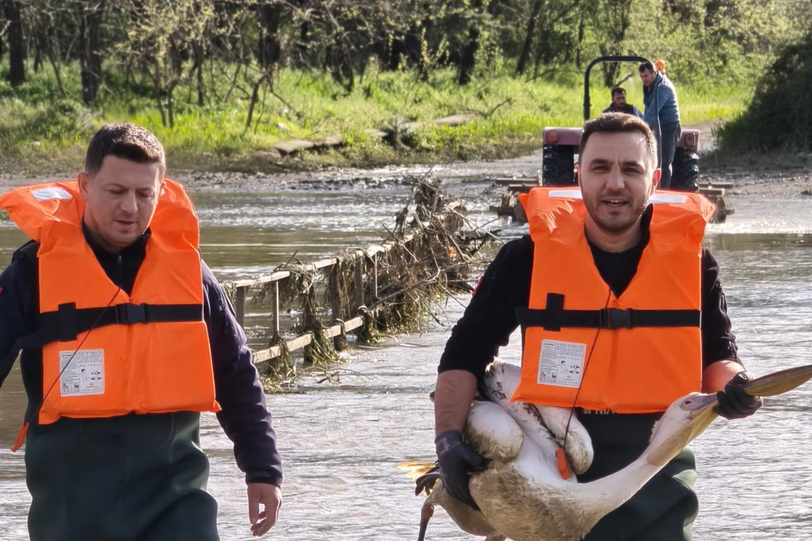 Barajda mahsur kalan pelikan böyle kurtarıldı