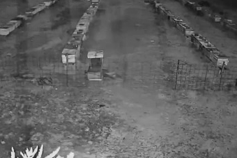 Bursa'da arı kovanlarına ayı saldırısı